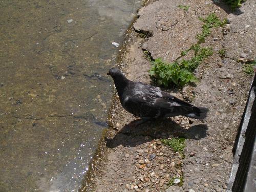 Pigeon preparing to drink... - Well i may have taken this picture a bit to early, but that pigeon was about to drink some water. (yes still in St. James Park, London, England).