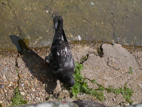 Pigeon now preparing to eat - Well like any self respecting bird, after a good drink comes a good eat :D So the little rascal was now eating some grains from the soil in the park.