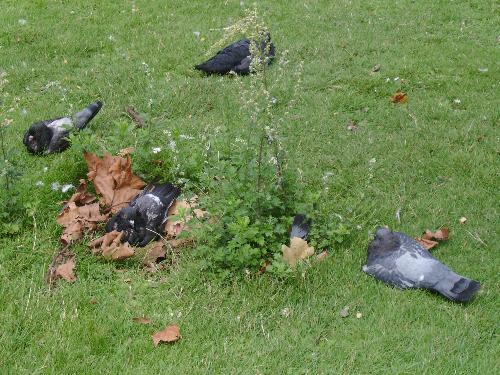 Pigeons resting ground - Well I like St. James park because it has an area delimited by a fence where the animals are free to run wild and the tourists are not allowed beyond (the fence) except to give them food over.