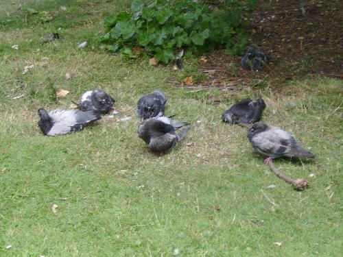 Pigeons resting... - I felt a bit more safer, closer to nature in St. James Park, and i feel that the animals there feel the same way.