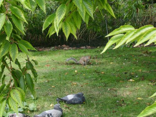 Squirell looking at... me or the pigeons ? :D - Well i think the squirrel was already accustomed with the pigeons so i believe it was rather looking at me instead of the birds.