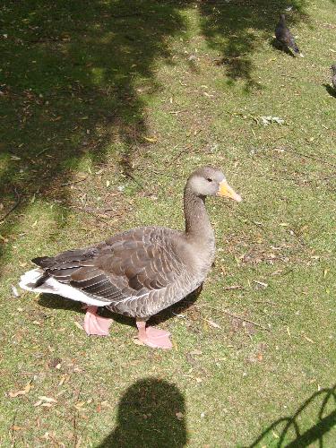 Small Duck in St James - This is smaller then the ducks we have here in Romania, but i guess it's another specie that is not present.