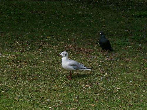 Some bird in St James Park - To be honest, this is the first time i saw this specie so i don't know what it is... if someone knows feel free to fill me in on it.