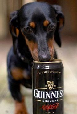a dog drinks beer - It won't really harm the dog to give him a small amount beer, but just like anyone, a dog can also get alcohol poisoning from over consumption.