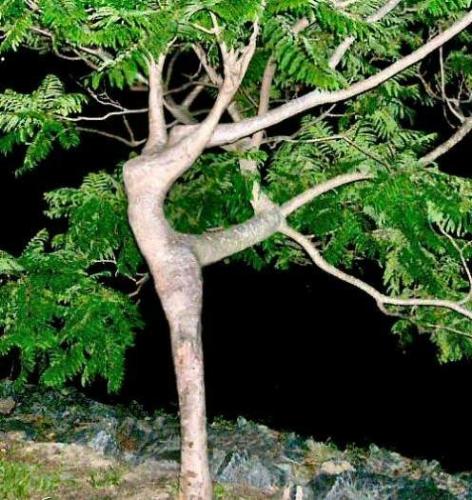 tree - Its shape seems a lady is dancing.