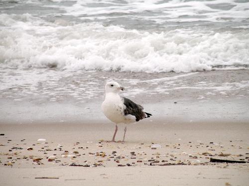 Beach - Seagull on the beach.