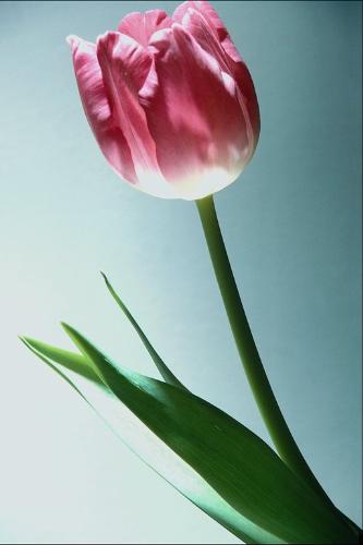 life - picture of tulip flower