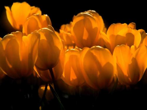 life - a yellow color tulip