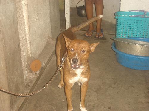 Suhi, our dog - This is a pic of our dog Suhi. I dont know the breeds of his mother and father but I believe in my heart that he got most of the genes from his father.