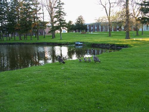 Geese - Geese by the pond at the college I work. Next spring the geese won&#039;t have a pond to swim in! So they will go and lay their eggs else where!