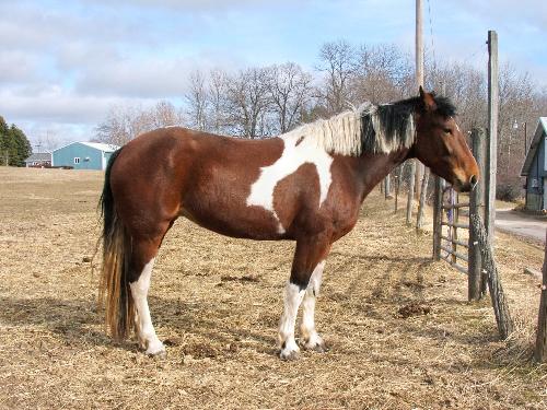 Rhapsody - Rhapsody is a 4 yr. old paint/percheron cross. I very nice mare!