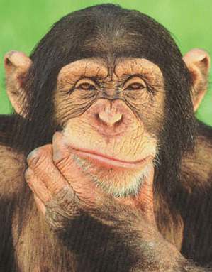 thinking - chimpanzee thinking outside the box?
