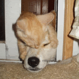 friends cat and dog - The saying that fight like cats and dogs is not true and it is proved when you look at this picture