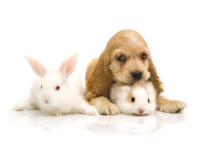 friends, my lot,dog, cute dog, bunny rabbit, - friends bunny rabbits and puppy dog