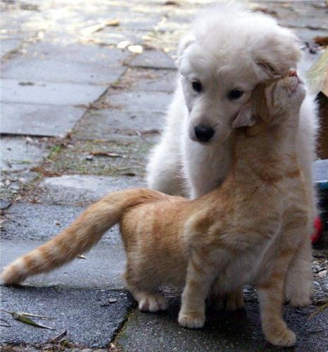Puppy love - This is one cute wee couple! Gorgeous puppy and wee cat, having a tender moment!