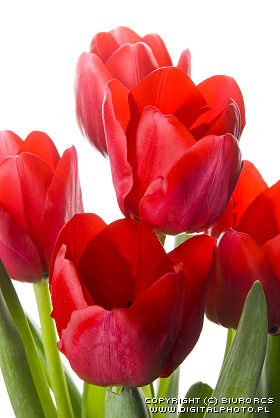 life - picture of tulip