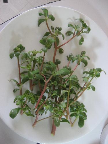 Purslane - for my chili