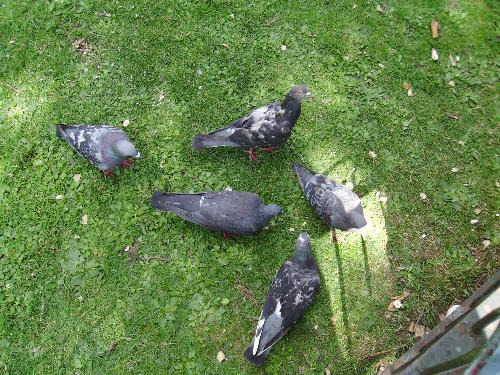 A group of hungry pigeons - Well i can honestly say that pigeons should be as big as pigs, because they eat a lot and they never say no to seeds.
