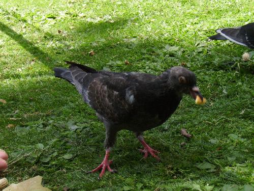Don't grab more you can eat - I am surprised that these pigeons don't choke, if i take a bigger piece of food than my mouth i would certainly puke