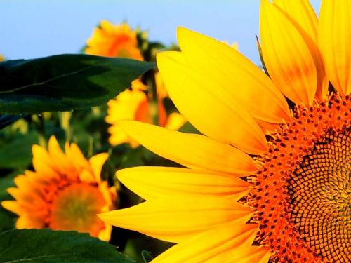 life - picture of sunflower