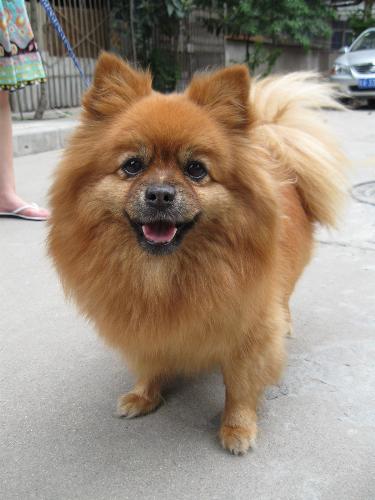 my best sister - she is our little sisterin my family,she is called lulu,seven years old,she is very friendly and she always behaves like all people's child when she find a stranger because she is too happy,(*^__^*) ??……