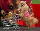 This puppy knows how to have fun - Time to go shopping and have fun!