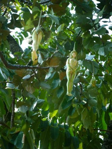 Nareepol tree - nareepol or also known as woman tree