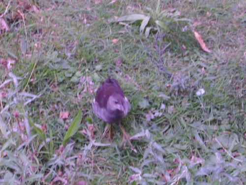 Just a little bird... violet background ? - Well the background is rather strange, i think the photo camera had a small glitch, as it should have been green.