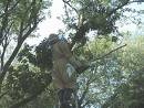 Driving a swarm in a willow tree  - Driving a swarm in a willow tree
