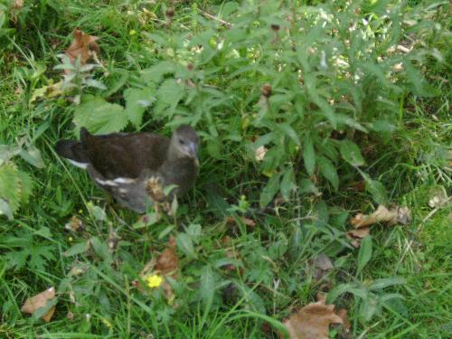 Just a little bird in the grass... - Well i would like to tell you the specie of this bird but i can't, i just photographed it in the British park and decided to share it here.