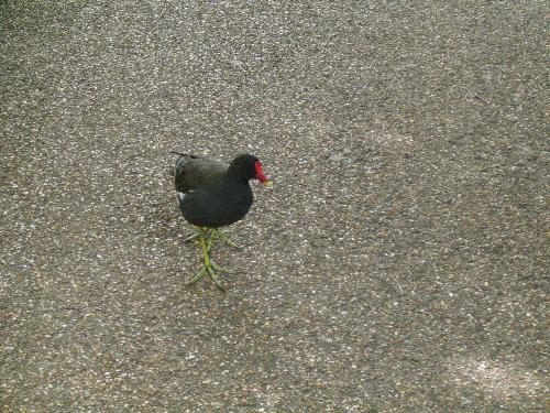Strange looking bird - Green Feet, red peak with yellow in the front, i have never seen this type of bird in my country, but hey, i was in England, so i was bound to find different things there.