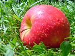 health - apple is good for health
