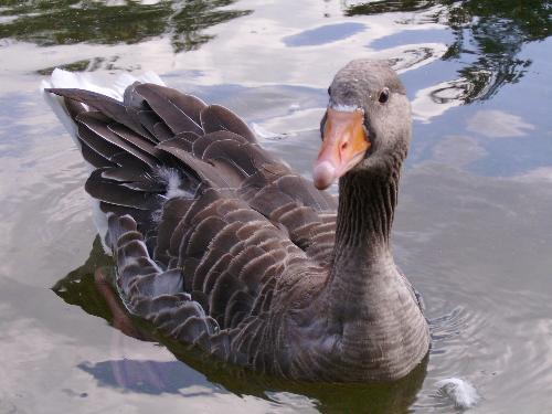 Another Duck photo - Well don't worry, i don't have to many pictures left with ducks, so i won't bore you to much.