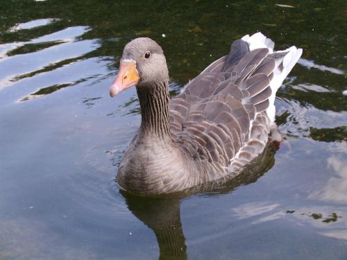 The last duck picture... for now - Well this is the 3rd one that completes the trilogy if i may say so ;)