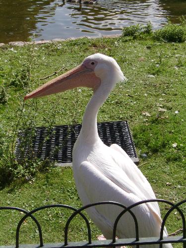 Beware of the Pelican - Pelican from the St.James Park. I heard 2 English people talking about the pelicans and they were saying that soon the birds will be transported to the zoos.