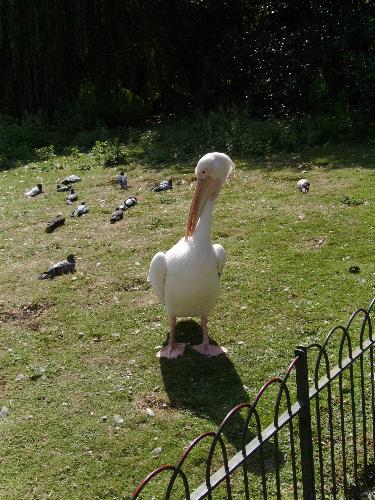 Pelican and a whole lot of pigeons - Well the pelican is one thing, but do you notice all the relaxing pigeons in the background ?