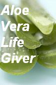 Aloe Vera - Aloe vera (Barbadensis Miller) is a herb that can cure countless ailments