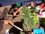 Tree planting - Tree planting