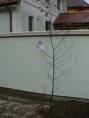 Our Tree - Our Tree