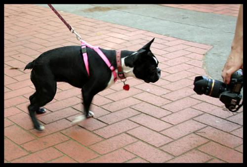 Dogs & Cameras - Taken at a local street fair, this guy would stick a camera down at dog level and take a picture