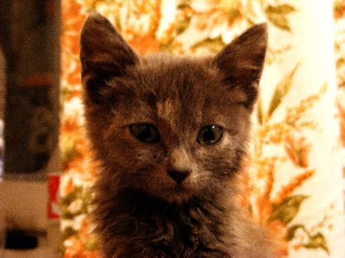 My cat - This is my cat when it was 2 months old. Now it is almost 2 years old and maybe it going to have babies.