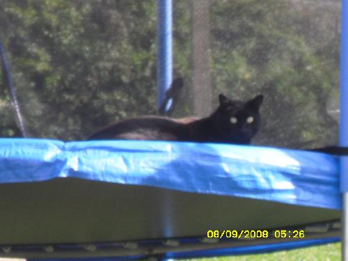 !! - My Cat On Our Brand New Trampoline lol!!