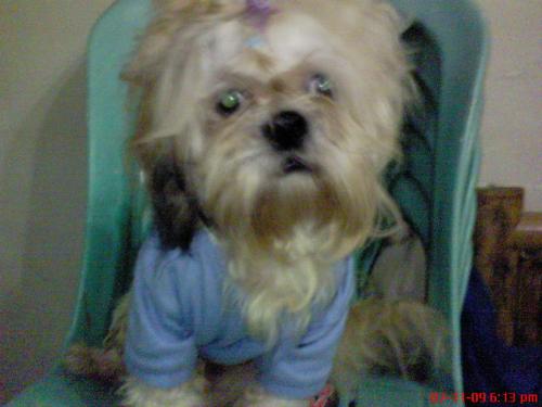 my dog keebler - my male shih tzu, he is very cute and so playful. He is actually sleeping with us at our room, like real baby to us.