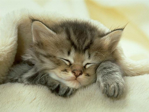 cute cat - My farorite cat picture