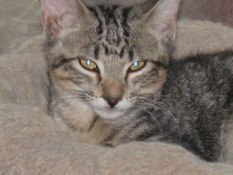 One of the feral tabbies - Don&#039;t know if this is Emily or Elmer, but the only way to tell them apart is from the ear notches, and this pix was taken before the ears got notched