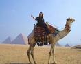 camel - Camel from egypt