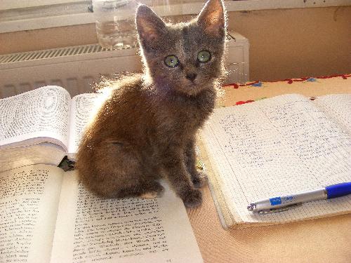 My cat is studying. - My cat is trying to study German :)))