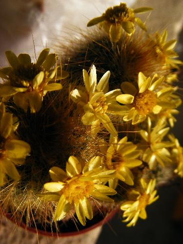 Cactus - This is my cactus. I love to make close-up photos.