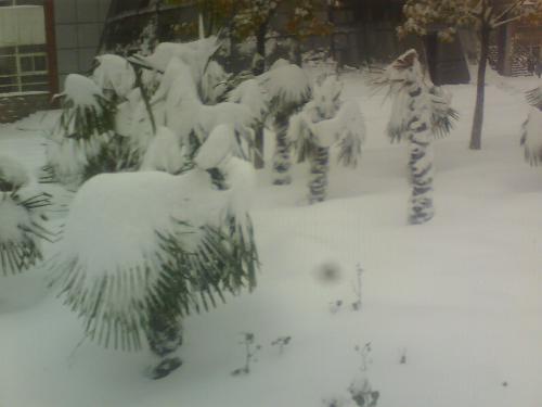 snow tree - tree in snow