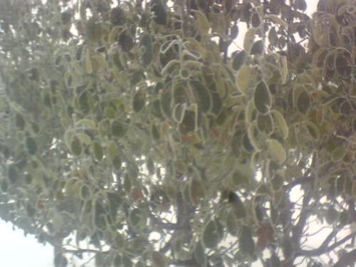 tree snow - ree in snow